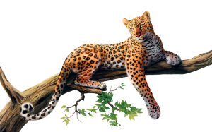 Leopard PNG-14816